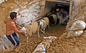 Foto - Schapen komen uit tunnel