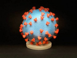 Model Covid19 virus