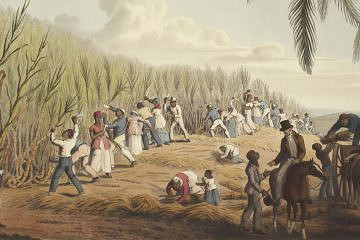 Tekening suikerriet plantage met arbeidrs, de voorman ontvangt geld