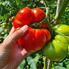 Hand met grote rode tomaat en groene